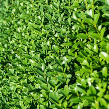 liguster ovalifolium haagplanten beschikbaar voor biedingen