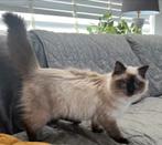 Ragdoll kitten beschikbaar met stamboom, evt voor de fok, 0 tot 2 jaar, Met stamboom, Poes