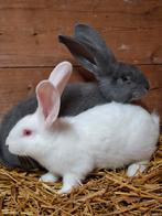 Vlaamse reuzen jong Ram, Dieren en Toebehoren, Konijnen, Mannelijk, Groot