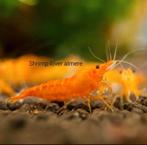 Neocaridina Orange sakura garnalen., Kreeft, Krab of Garnaal, Zoetwatervis