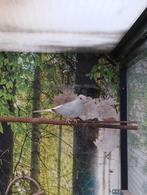Diamant duifjes, Dieren en Toebehoren, Meerdere dieren