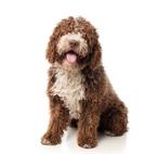 Professionele dieren tondeuse, NIEUW, Ophalen of Verzenden, Nieuw