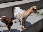 2 dwergeiten, Meerdere dieren, Geit