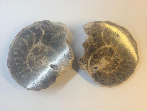 Ammoniet fossiel (4), Verzamelen, Mineralen en Fossielen, Fossiel, Ophalen of Verzenden