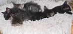 Kittens, Dieren en Toebehoren, Katten en Kittens | Overige Katten