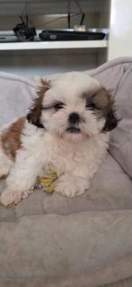 Shih tzu pupies BOYS, 8 tot 15 weken, Meerdere, Nederland, Particulier
