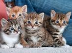 Kittens, Dieren en Toebehoren