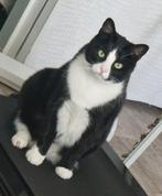 Lieve Mailo zoekt een nieuwe rustige huisje, Dieren en Toebehoren, Katten en Kittens | Dekkaters