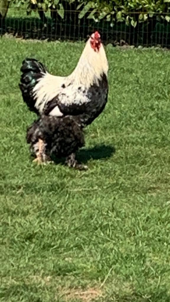 Gezocht: Brahma Zwartzalm en Blauwzalm hanen!, Dieren en Toebehoren, Pluimvee, Kip, Meerdere dieren