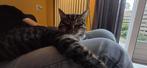 Nieuw huis gezocht voor 8 jaar oude ondeugende kater, Dieren en Toebehoren, Katten en Kittens | Overige Katten, Kater, Kortharig