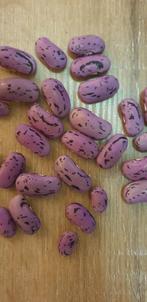 te koop Jescot-Long-un Pronkboon zaden 25st
De langste pronk, Ophalen of Verzenden, Voorjaar, Volle zon, Zaad