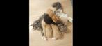Russische Maine Coon kittens, Dieren en Toebehoren, Meerdere dieren, Gechipt