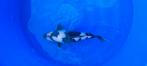 Shiro utsuri, Dieren en Toebehoren, Vissen | Vijvervissen, Karper of Koi