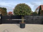 Photinia fraseri Red Robin meerstammige groenblijvend, Overige soorten, Lente, 250 tot 400 cm, Ophalen