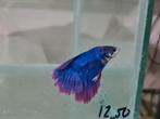 Betta splendens super delta kempvis man