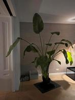Prachtige grote Strelitzia Nicolai, Ophalen, 200 cm of meer, Overige soorten, Halfschaduw