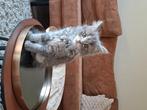 Kittens Grijs langharig, Meerdere dieren, Langharig, 0 tot 2 jaar