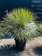Grote yucca Rostrata met een mooie volle kop. Winterhard, Volle zon, Vaste plant, Zomer, Ophalen