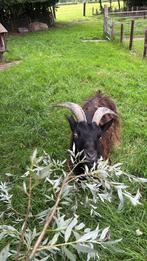 Goede huis voor onze landgeit Klaver, Dieren en Toebehoren, Schapen, Geiten en Varkens, Vrouwelijk, Geit, 6 jaar of ouder