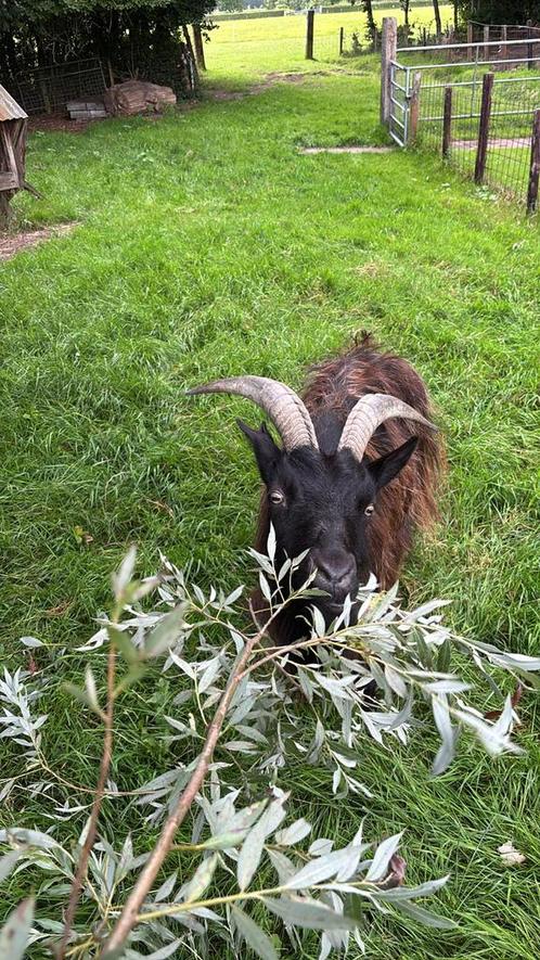 Goede huis voor onze landgeit Klaver, Dieren en Toebehoren, Schapen, Geiten en Varkens, Geit, Vrouwelijk, 6 jaar of ouder