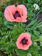 Zaden Papaver orientale Prinzessin  Victoria Louise, Ophalen of Verzenden, Volle zon