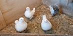 King duiven, Dieren en Toebehoren, Vogels | Duiven, Meerdere dieren, Overige soorten