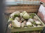 Gratis af te halen veldkeien, Tuin en Terras, Grind, Keien en Split, Ophalen, Overige materialen, Gebruikt, Kei