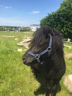 bijrijder gezocht voor grote shetlander!!, Dieren en Toebehoren, Paarden en Pony's | Overige Paardenspullen, Nieuw, Ophalen, Recreatie