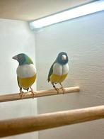 Gouldamadine, Dieren en Toebehoren, Vogels | Overige Vogels, Mannelijk, Tropenvogel, Geringd
