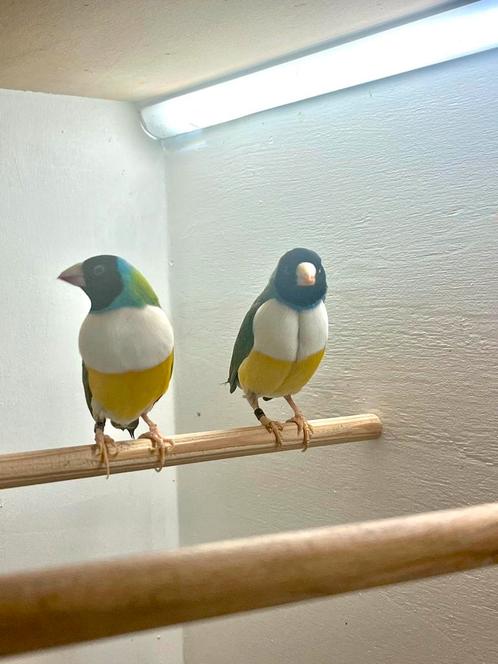 Gouldamadine, Dieren en Toebehoren, Vogels | Overige Vogels, Tropenvogel, Mannelijk, Geringd