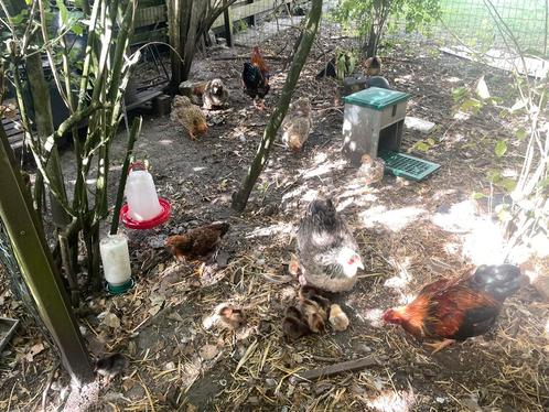 Gratis hanen kippen kuikens, Dieren en Toebehoren, Pluimvee, Kip, Mannelijk
