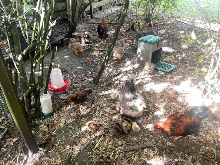 Gratis hanen kippen kuikens, Dieren en Toebehoren, Pluimvee, Kip, Mannelijk