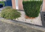 Gratis af te halen kiezel, 2 acer-struiken en 1 taxus, Tuin en Terras, Grind, Keien en Split, Ophalen, Gebruikt, Multi, Grind