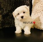Hele mooie maltipoo pups 2 teefjes en 3 reutjes beschikbaar, Dieren en Toebehoren, CDV (hondenziekte), 8 tot 15 weken, Meerdere