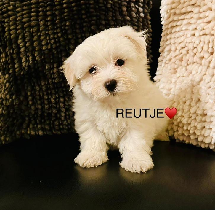 Hele mooie maltipoo pups 2 teefjes en 3 reutjes beschikbaar, Dieren en Toebehoren, Honden | Niet-rashonden, Klein, Meerdere dieren