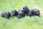 Cockapoo pups, binnenkort beschikbaar, Dieren en Toebehoren, Overige rassen, CDV (hondenziekte), 8 tot 15 weken, Meerdere