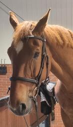 Lemieux Arika Flash hoofdstel donkerbruin XFULL, Dieren en Toebehoren, Ophalen of Verzenden, Gebruikt, Dressuur