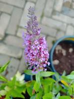Vlinderstruik, buddleja stekken lila, Ophalen of Verzenden, Zomer, Overige soorten, Volle zon