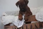Rhodisian Ridgeback, Dieren en Toebehoren, Honden | Beagles, Bassets en Lopende honden, Rabiës (hondsdolheid), Overige rassen