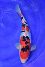 Doitsu sanke (kwaliteit koi), Dieren en Toebehoren, Vissen | Vijvervissen, Karper of Koi