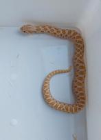 Heterodon nasicus (2025), Dieren en Toebehoren, Reptielen en Amfibieën, Slang, Tam, 0 tot 2 jaar