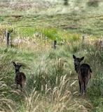 Gezocht gras weide afgeheind alles welkom omgeving Zeeland, Dieren en Toebehoren, Meerdere dieren, Schaap