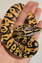 Super pastel yb/asphalt, Slang, Tam, 0 tot 2 jaar