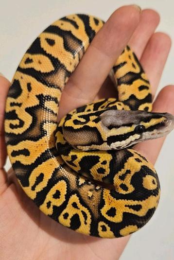 Super pastel yb/asphalt beschikbaar voor biedingen