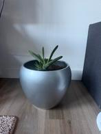 Pot met plant, Tuin en Terras, Minder dan 30 cm, Minder dan 60 cm, Rond, Ophalen of Verzenden