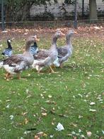 Dewlap Toulouse ganzen, Dieren en Toebehoren, Pluimvee, Meerdere dieren, Gans of Zwaan