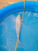 Koi karper wit, Dieren en Toebehoren
