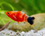 Bleeding heart platy, Dieren en Toebehoren, Vissen | Aquariumvissen, Vis