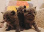 Brits korthaar raskat, Dieren en Toebehoren, Kater, Ontwormd