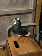 Kropper duivin, Dieren en Toebehoren, Vogels | Duiven, Vrouwelijk, Kropper